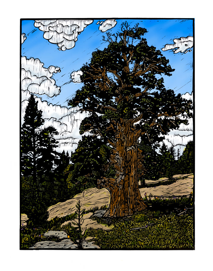 "Bennett Juniper" Print